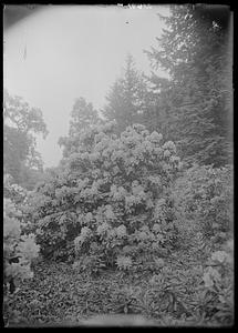 Rhododendron