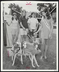 Nice Walk-Miss Essex County, Phyllis Belostock of Swampscott, and friends take stroll at Topsfield. Girls are, from left, Connie Reisdorf, 11, Melissa Perry, 12, and Roberta McKay. Greyhounds are bewitched Girl, Mr. Lancer and RL Sweet Elmer, entered in Topsfield Fair racing this week.