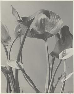 129. Calla palustris, water arum, wild calla