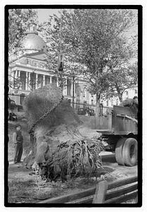 Tree root excavation