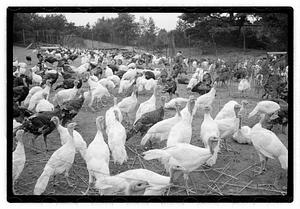 Turkey farm