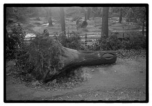 Uprooted tree trunk