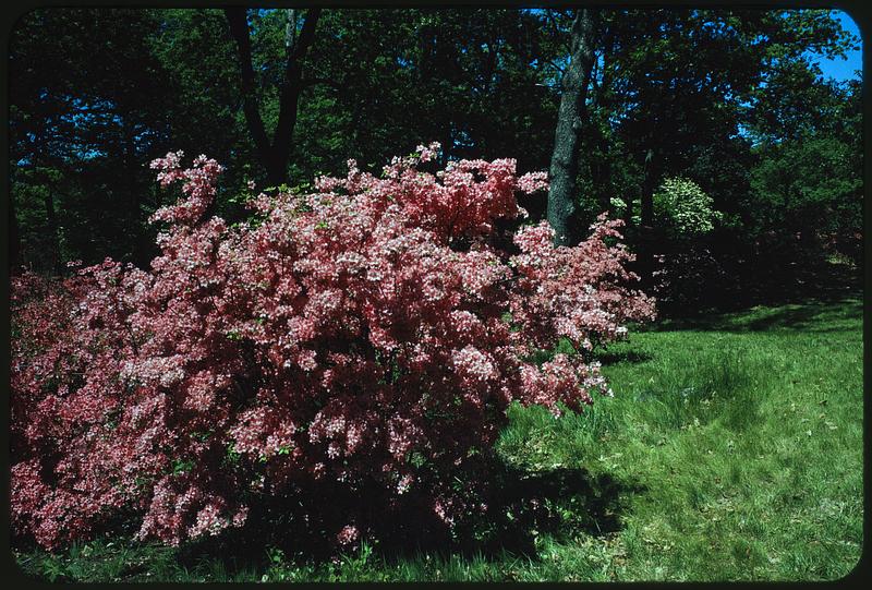 Shrub with pink flowers, Arnold Arboretum, Boston