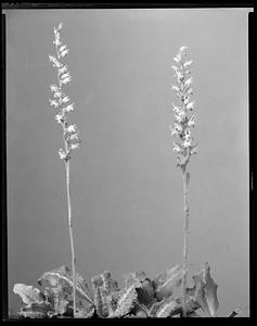 Spiranthes