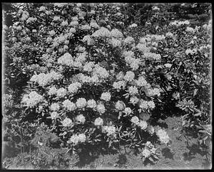 Rhododendron catawbiense var.