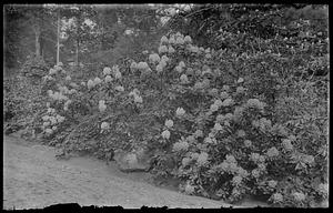 Rhododendrons