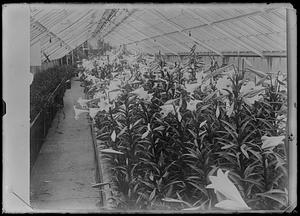 Easter lilies in greenhouse