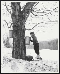 South Woodstock, Vermont. Marcia Patriquin - 5 yrs., Waltham, Mass., looks into a pail on a maple tree to see how much syrup has gathered.