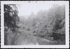 Trees and brush along a stream