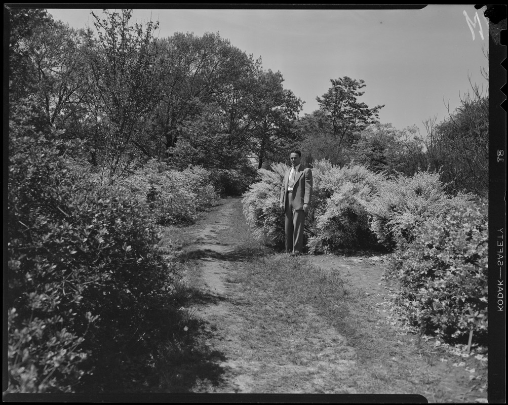 James J. Greeley at Arnold Arboretum