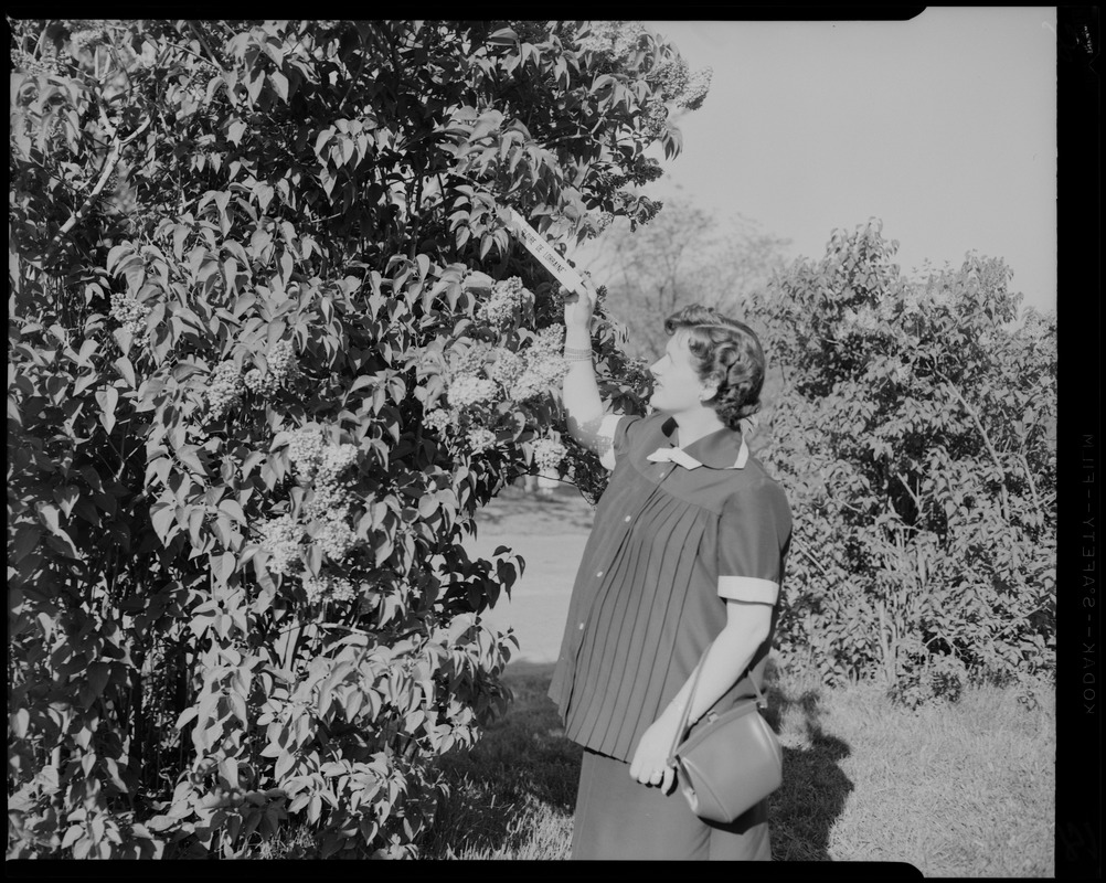 Jean Nahabedian at Arnold Arboretum