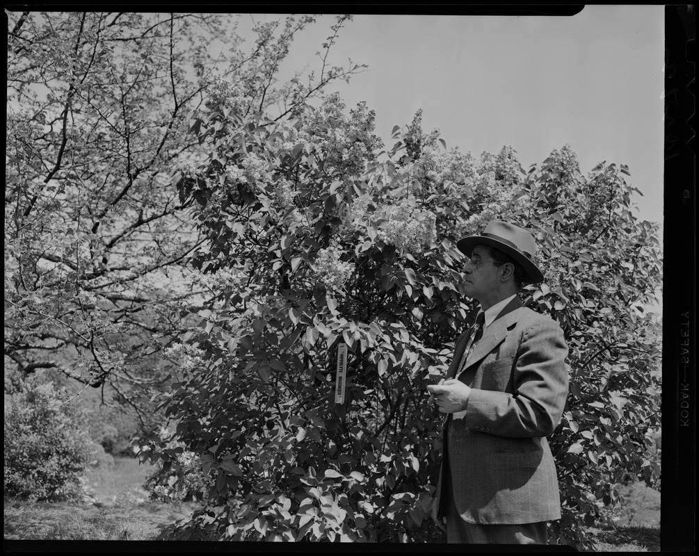 Robert "Bob" Ristuccia at Arnold Arboretum