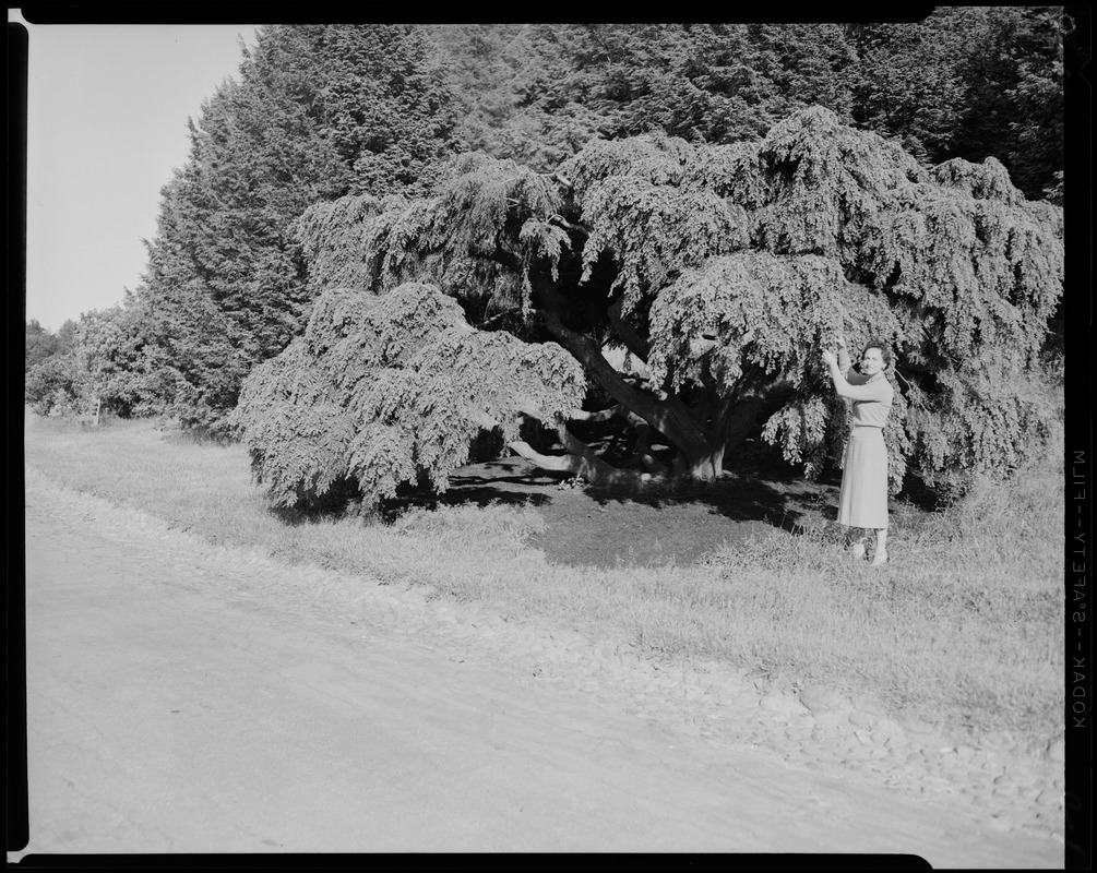 Arnold Arboretum