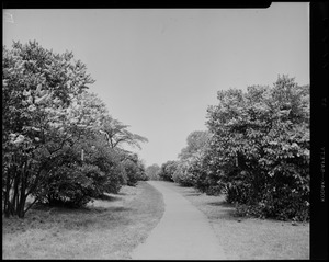 Large buds at Arnold Arboretum. Views