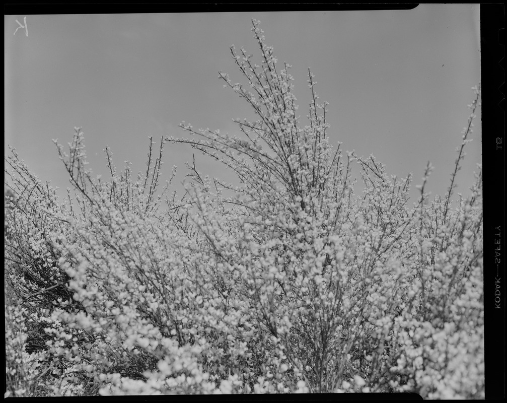 Large buds at Arnold Arboretum. Views