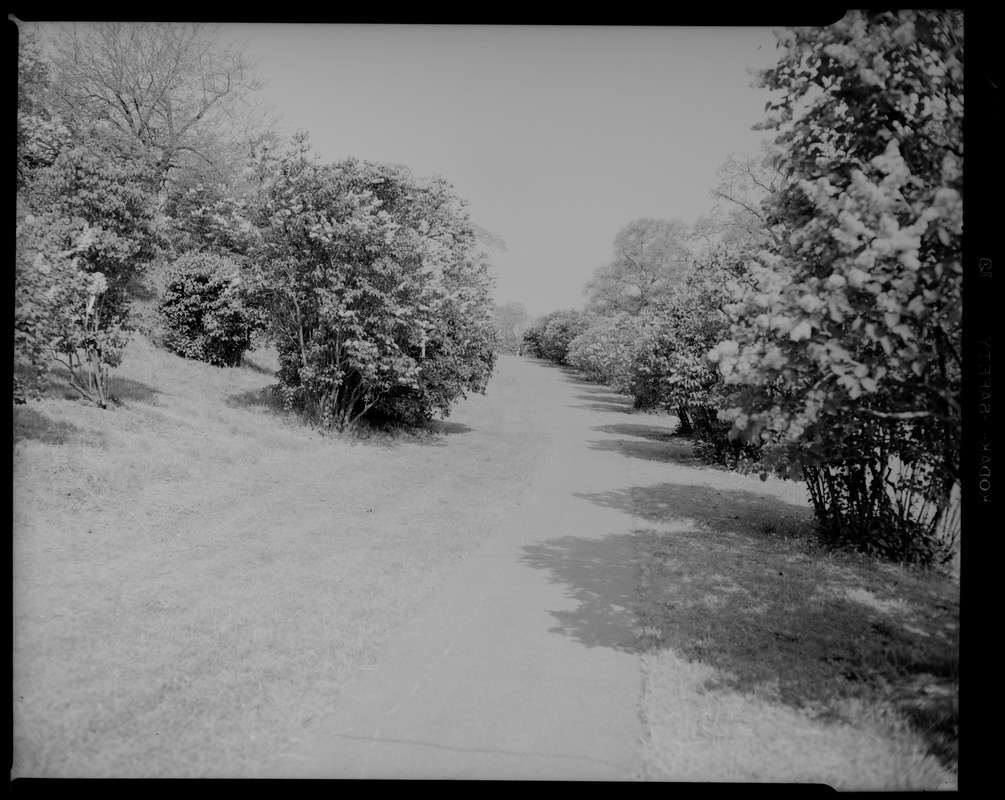 Arnold Arboretum