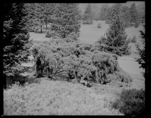 Arnold Arboretum. Tsuga Canadensis Pendula, Sargent Weeping Hemlock