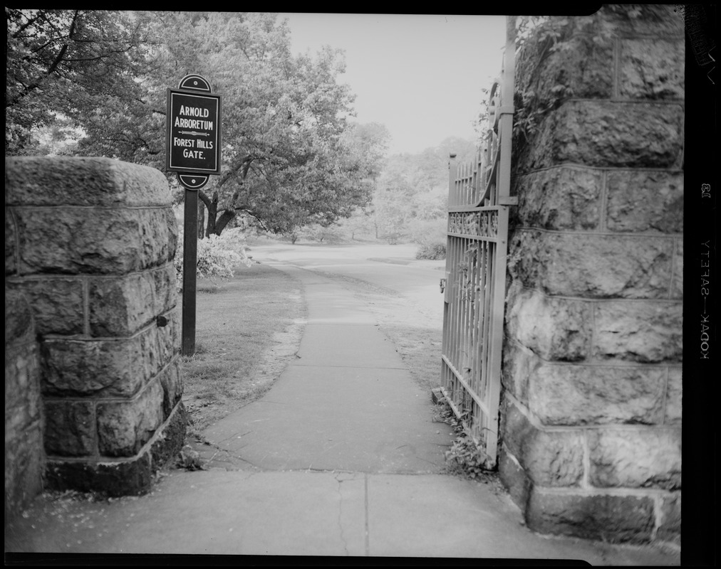 Arnold Arboretum