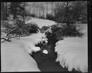 Arnold Arboretum snow views