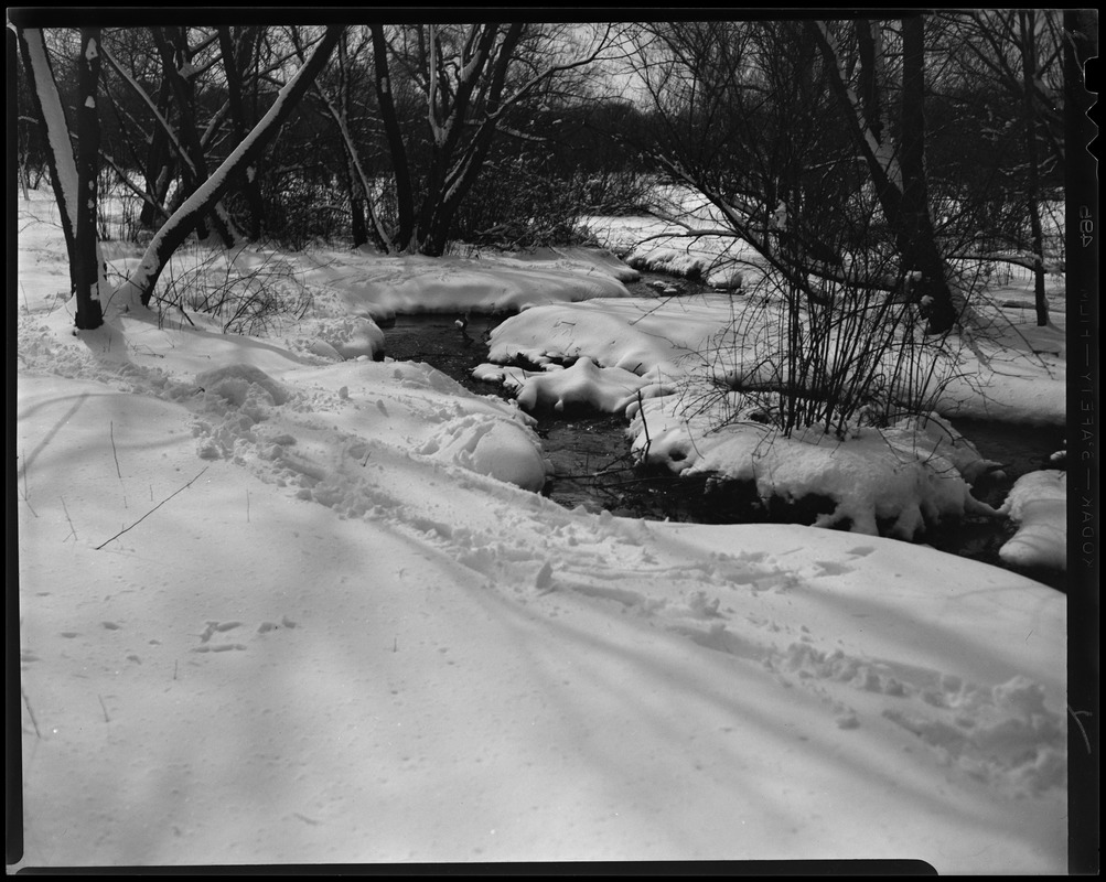 Arnold Arboretum snow views