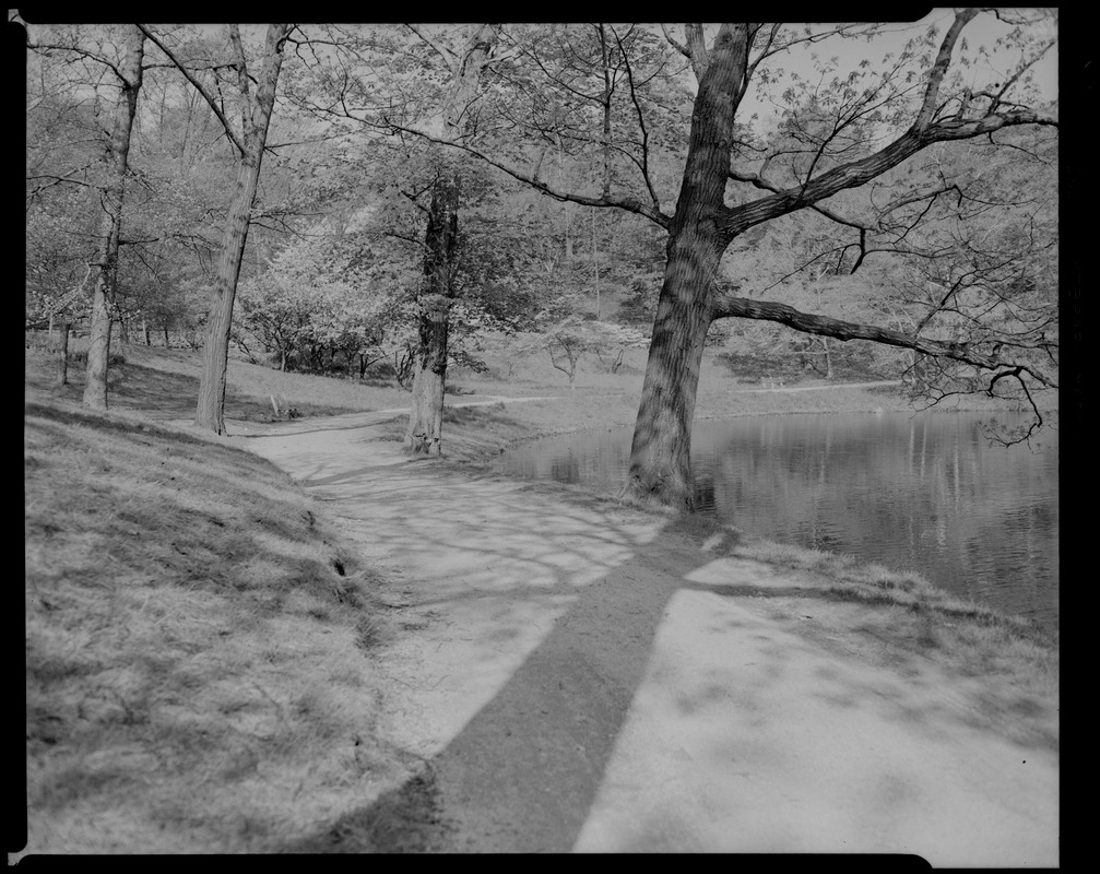 Jamaica Pond