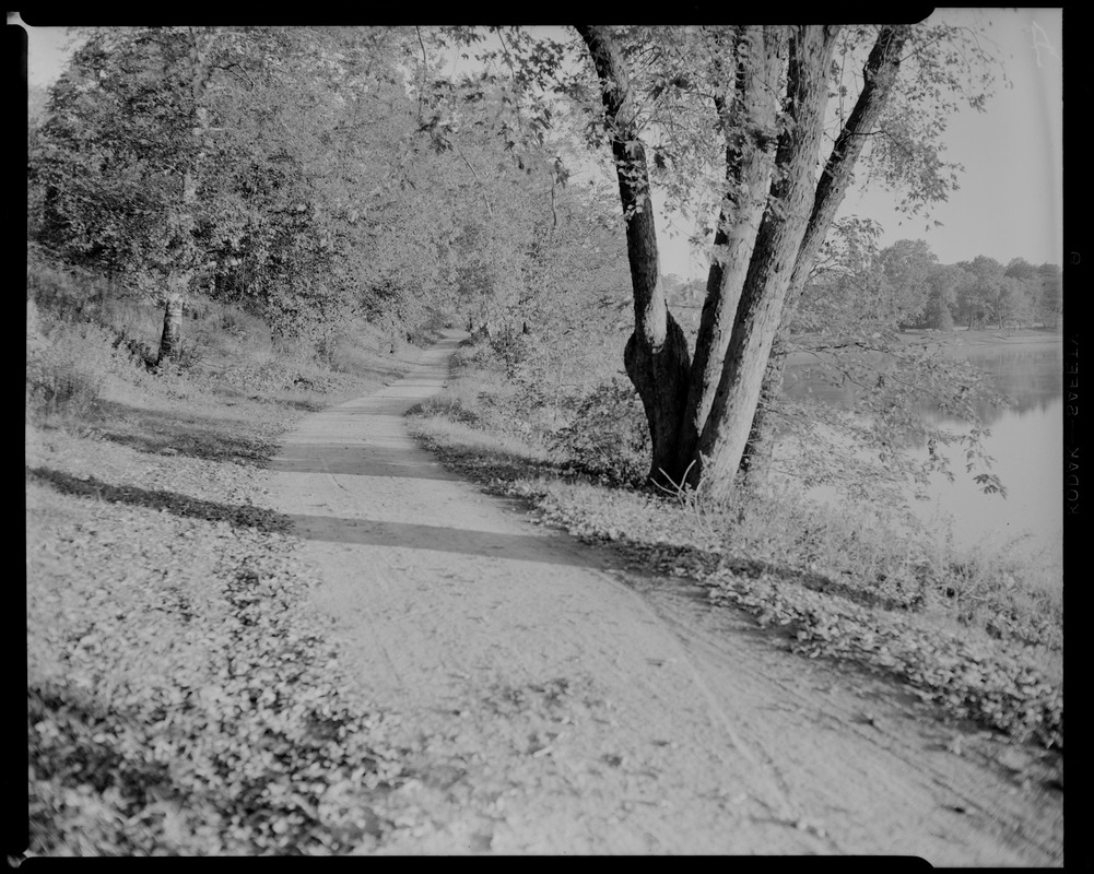 Jamaica Pond, west pathway