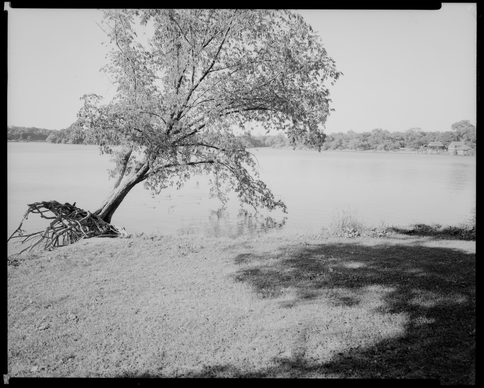 Jamaica Pond. Tree roots all out in open