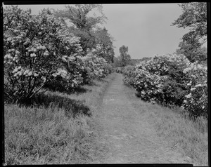 Lilac. View, side hill looking up, Arnold Arboretum