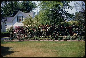 Rockport, Mass., backyard flowers