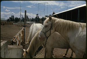 Three horses in fairground, Flagstaff, Arizona