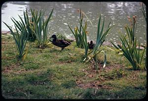 Ducks at pond edge
