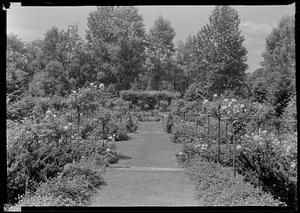 Rose garden of Mrs. Louis A. Frothingham, gen. view S. from upper terrace