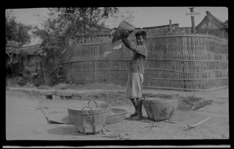 Boy from village school winnowing rice