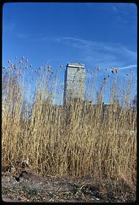 Prudential Tower seen through tall grass