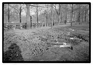 Setting up Christmas tree, Boston Common