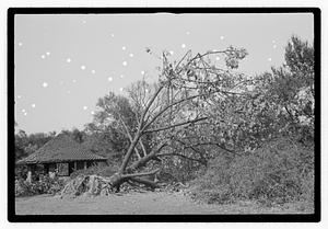 Uprooted tree
