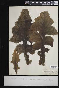 Lactuca biennis