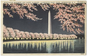 Washington Monument and Cherry Blossoms, illuminated night scene, Washington, D. C.