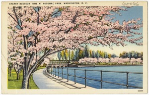 Cheery Blossom time at Potomac Park, Washington, D. C.