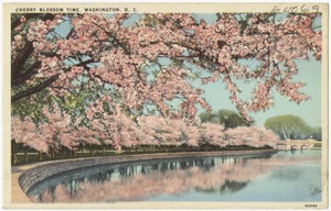 Cherry Blossom time, Washington, D. C.