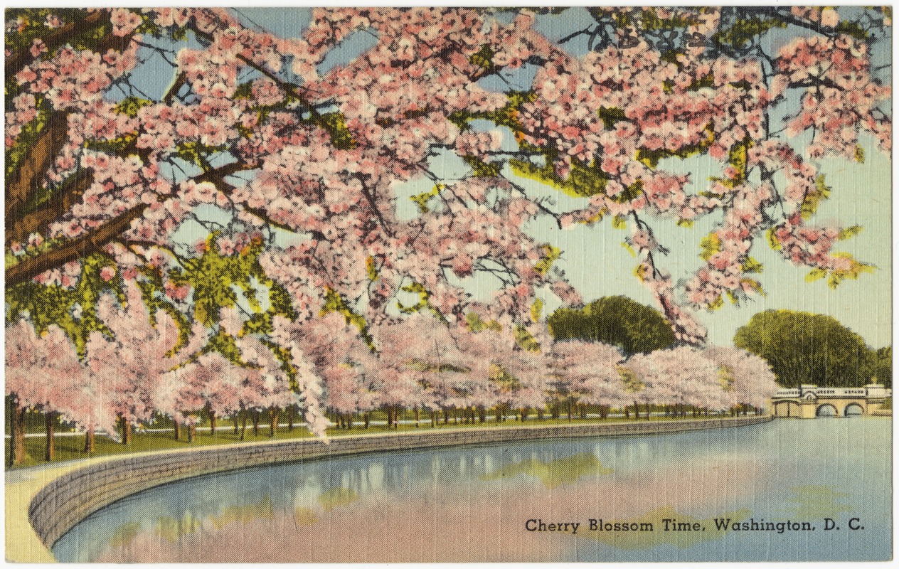 Cherry Blossom time, Washington, D. C.