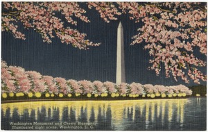 Washington Monument and Cherry Blossoms, illuminated night scene, Washington, D. C.