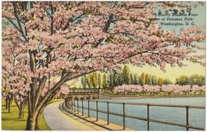 Cherry Blossom time at Potomac Park, Washington, D. C.