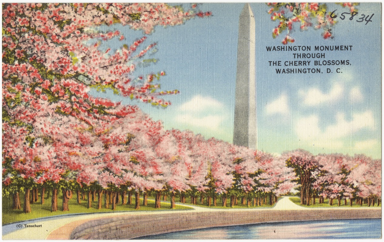 Washington Monument through the Cherry Blossoms, Washington, D. C.