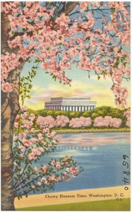 Cherry Blossom time, Washington, D. C.