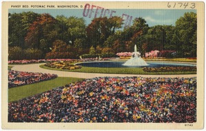 Pansy Bed. Potomac Park. Washington, D. C.