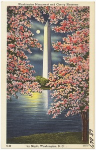 Washington Monument and Cherry Blossoms by night, Washington, D. C.