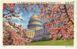 U. S. Capitol through the Cherry Blossoms, Washington, D. C.