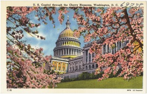 U. S. Capitol through the Cherry Blossoms, Washington, D. C.