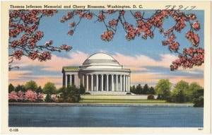 Thomas Jefferson Memorial and Cherry Blossoms, Washington, D. C.